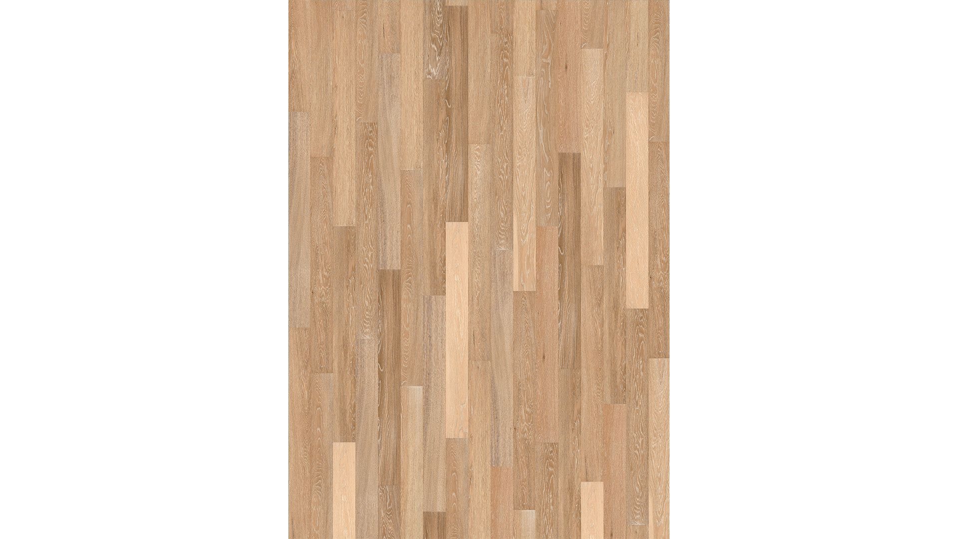 Sand Oak