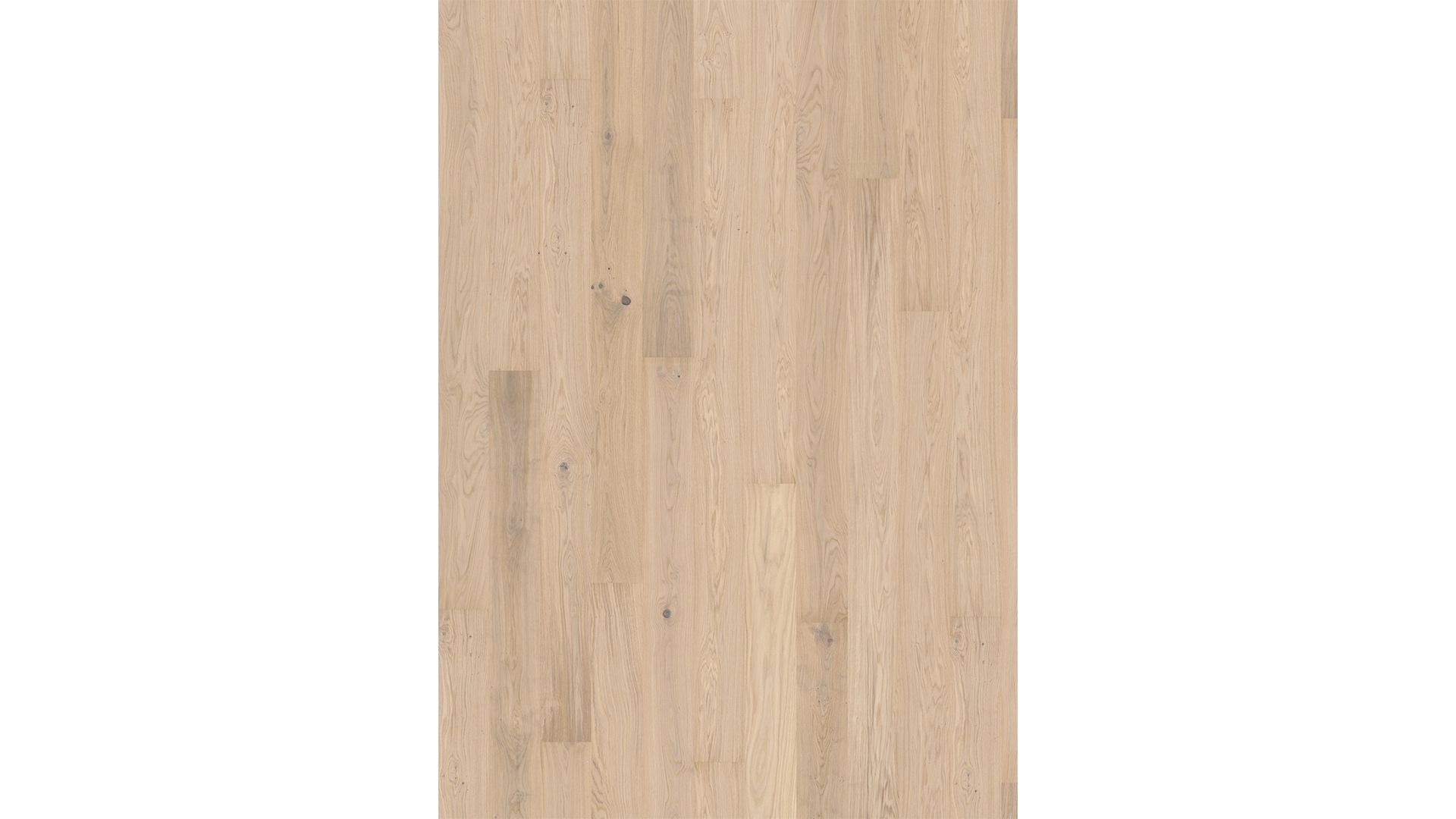 Oak Horizon